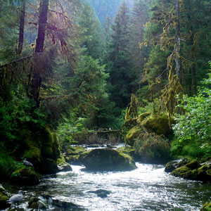 icon for watershed ecology